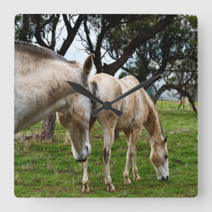 Two Muddy White Horses Grazing, Square Wall Clock
