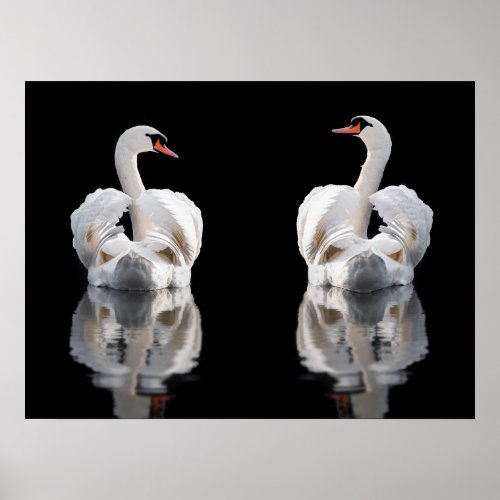 Two mute swans wings busking Norfolk Canvas Print