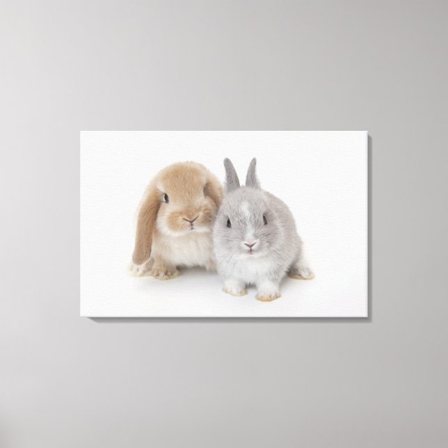 Two Netherland Dwarf and Holland Lop bunnies Canvas Print (Front)
