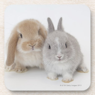 Two Netherland Dwarf and Holland Lop bunnies Drink Coaster