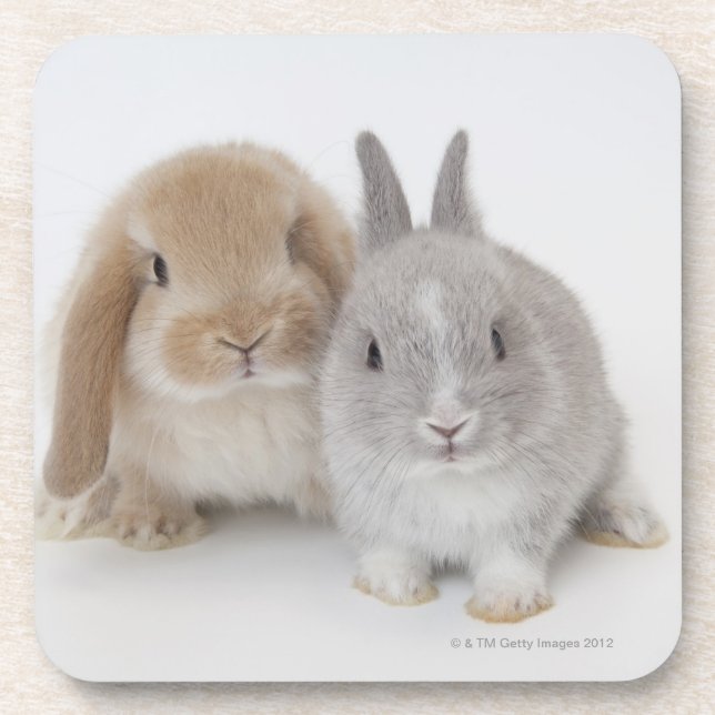 Two Netherland Dwarf and Holland Lop bunnies Drink Coaster (Front)