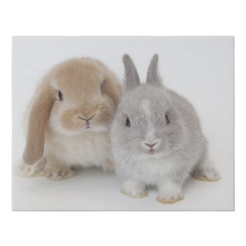 Two Netherland Dwarf and Holland Lop bunnies Faux Canvas Print