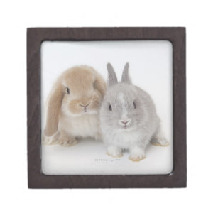 Two Netherland Dwarf and Holland Lop bunnies Keepsake Box