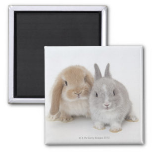 Two Netherland Dwarf and Holland Lop bunnies Magnet