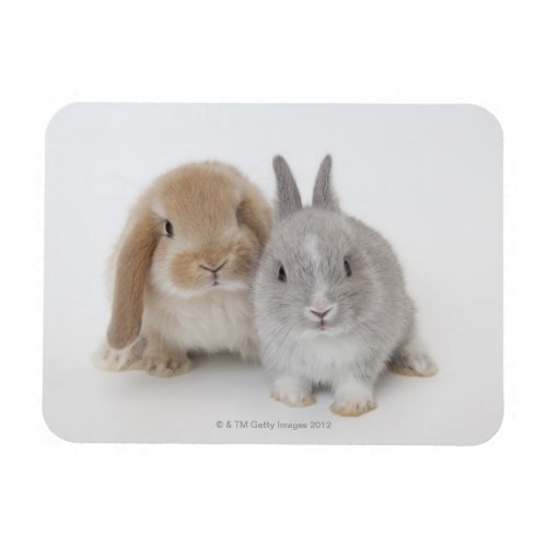 Two Netherland Dwarf and Holland Lop bunnies Magnet