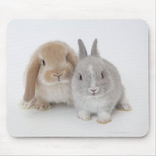 Two Netherland Dwarf and Holland Lop bunnies Mouse Pad