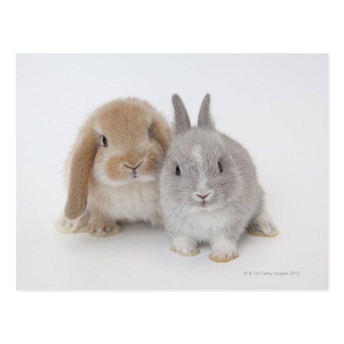 buy holland lop rabbit
