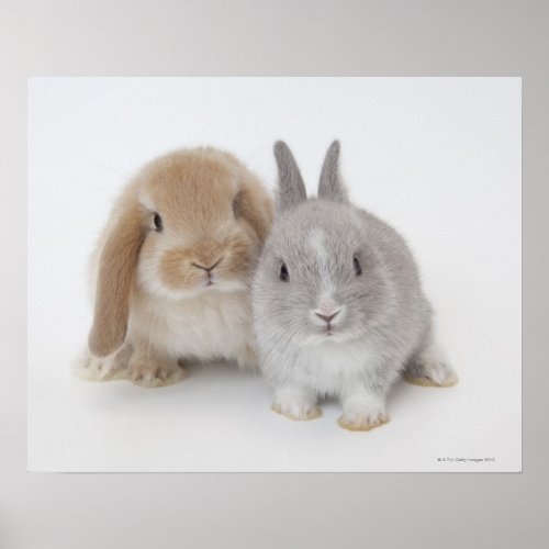 Two Netherland Dwarf and Holland Lop bunnies Poster