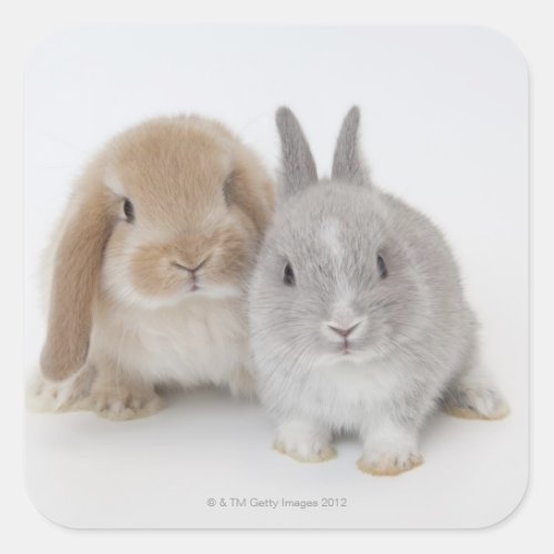Two Netherland Dwarf and Holland Lop bunnies Square Sticker