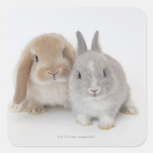 Two Netherland Dwarf and Holland Lop bunnies Square Sticker