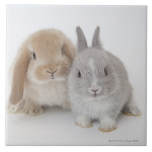 Two Netherland Dwarf and Holland Lop bunnies Tile