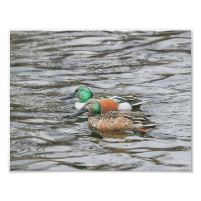 Two Northern Shoveler Ducks Photo Print (Front)