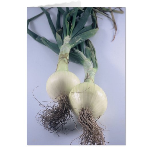 Two Onions Cards (Front)