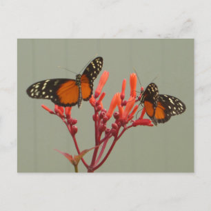Two Orange Black White Butterflies DIY Postcard