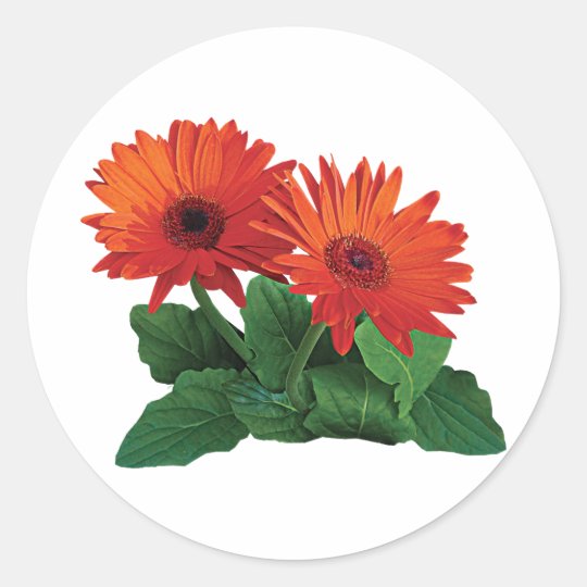 Two Orange Gerbera Daisies Classic Round Sticker