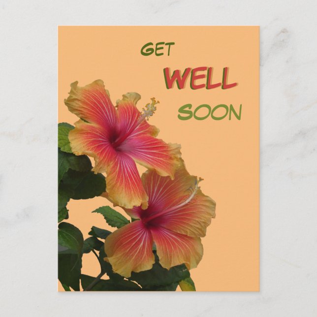 Two Orange Hibiscus Flowers Get Well Soon Postcard (Front)