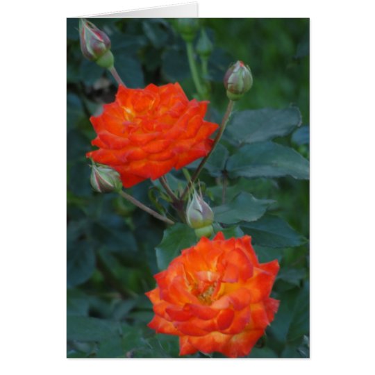 Two Orange Roses Card