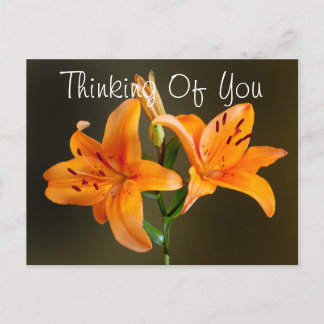 Two Orange Tiger Lilies and Buds Photograph Postcard