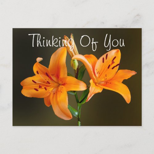 Two Orange Tiger Lilies and Buds Photograph Postcard
