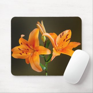 Two Orange Tiger Lillies and Buds Photograph