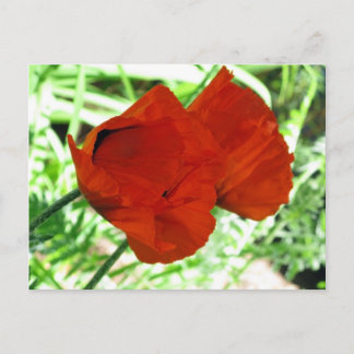 Two Oriental Poppies Flower Photo Postcard