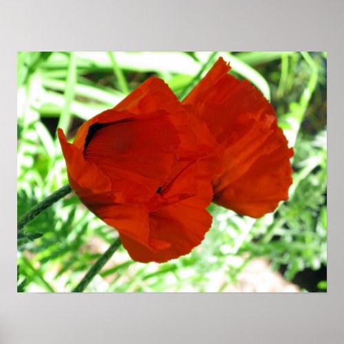 Two Oriental Poppies Flower Photo Poster