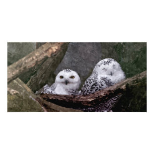 Two Owls Card