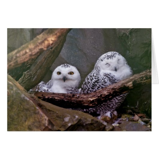 Two Owls Cards (Front Horizontal)