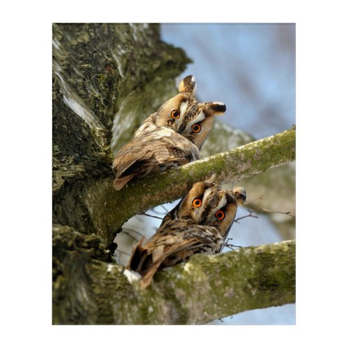 Two Owls in the Woods birds wildlife Acrylic Pri Acrylic Print