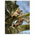 Two Owls in the Woods, birds, wildlife Cutout<br><div class="desc">Owls are birds from the order Strigiformes, which includes about 200 species of mostly solitary and nocturnal birds of prey typified by an upright stance, a large, broad head, binocular vision, binaural hearing, sharp talons, and feathers adapted for silent flight. This image is in Creative Commons CC BY-SA "Дві сови...</div>