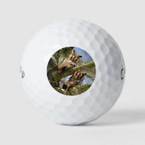 Two Owls in the Woods birds wildlife Golf Balls