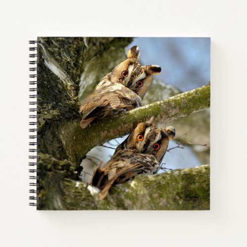 Two Owls in the Woods birds wildlife Notebook