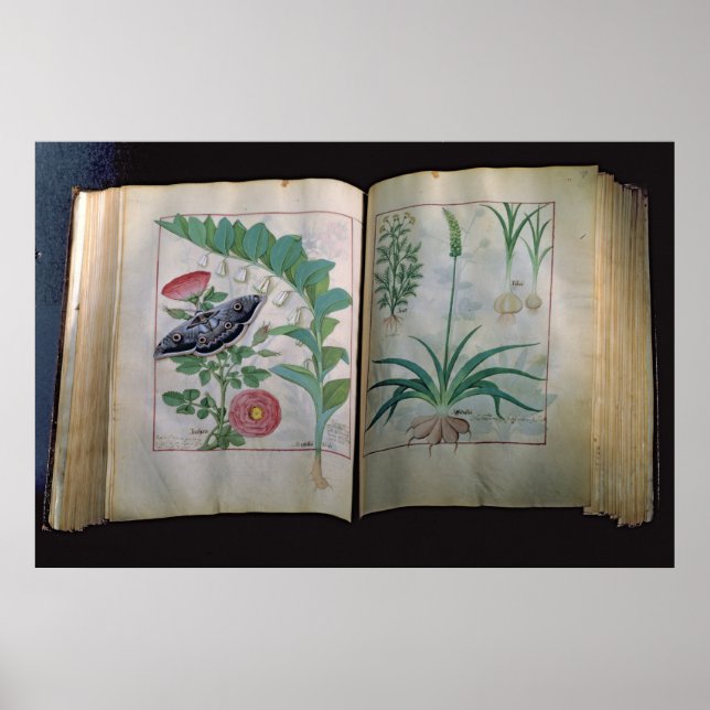 Two pages depicting Rose and Garlic Poster (Front)