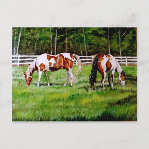 Two Paint Horses grazing Postcard