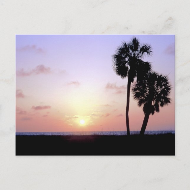 Two Palm Trees Postcard (Front)