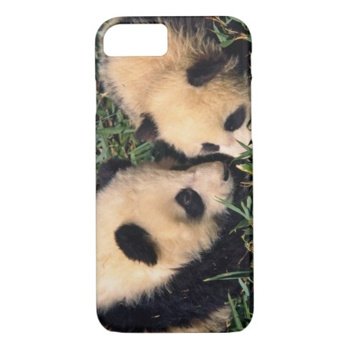 Two panda cubs in the bamboo bush Wolong iPhone 87 Case