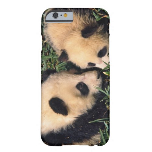 Two panda cubs in the bamboo bush Wolong Barely There iPhone 6 Case