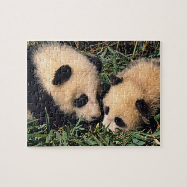 Two panda cubs in the bamboo bush, Wolong, Jigsaw Puzzle (Horizontal)