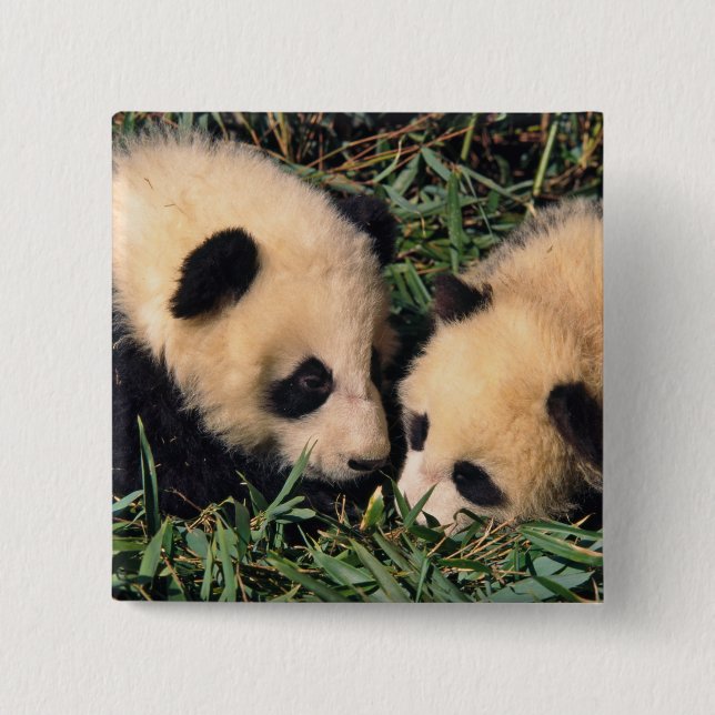Two panda cubs in the bamboo bush, Wolong, Pinback Button (Front)