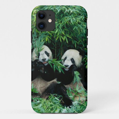 Two pandas eating bamboo together Wolong 2 iPhone 11 Case