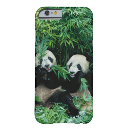 Two pandas eating bamboo together Wolong 2 Barely There iPhone 6 Case