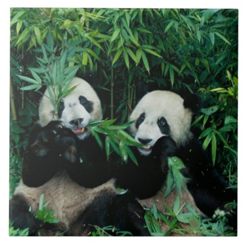 Two pandas eating bamboo together Wolong 2 Ceramic Tile