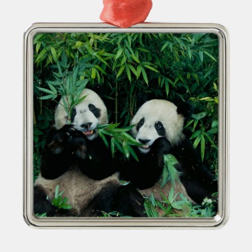 Two pandas eating bamboo together Wolong 2 Metal Ornament