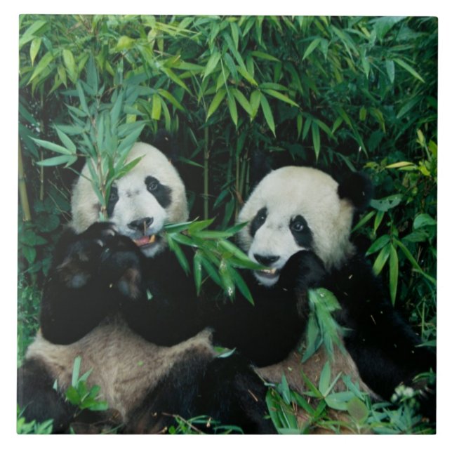 Two pandas eating bamboo together, Wolong Ceramic Tile (Front)