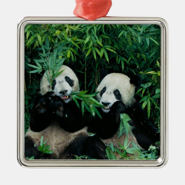 Two pandas eating bamboo together, Wolong Metal Ornament (Front)
