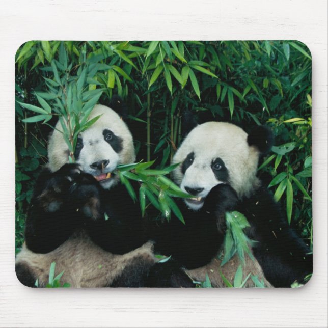 Two pandas eating bamboo together, Wolong Mouse Pad (Front)