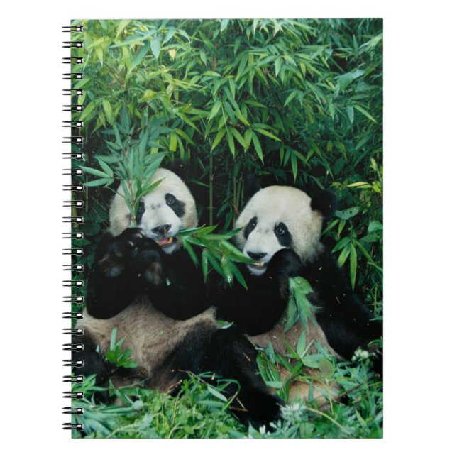 Two pandas eating bamboo together, Wolong Notebook (Front)