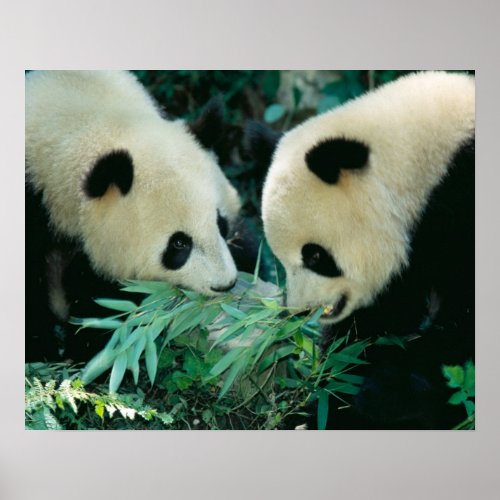 Two pandas eating bamboo together Wolong Poster