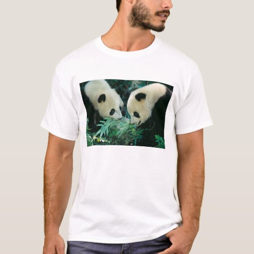 Two pandas eating bamboo together Wolong T_Shirt