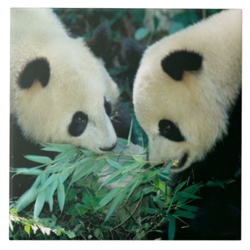 Two pandas eating bamboo together Wolong Tile